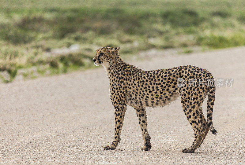 野生猎豹，Acinonyx jubatus，穿越砾石轨道，Etosha_NP，纳米比亚，非洲